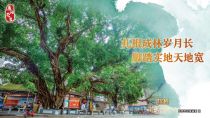 榕树